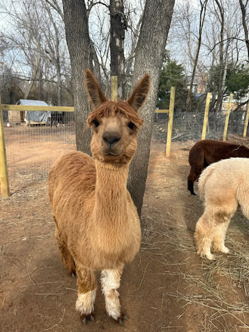 Alpaca Fun Farm