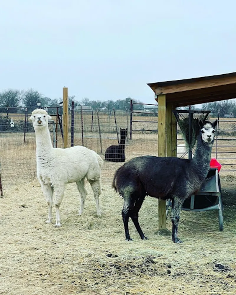 Fitzgerald Acres Alpaca Ranch