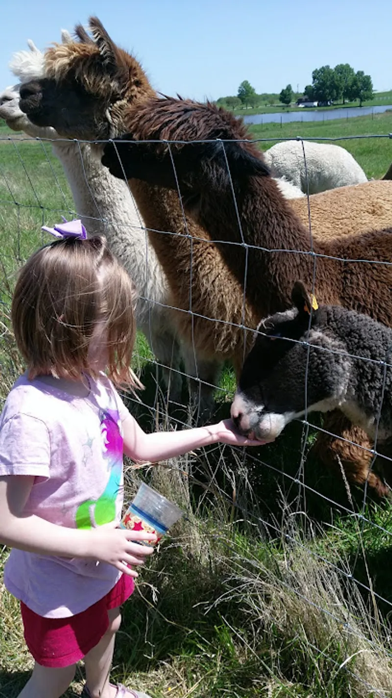 Spinning Sheep Fiber Farm
