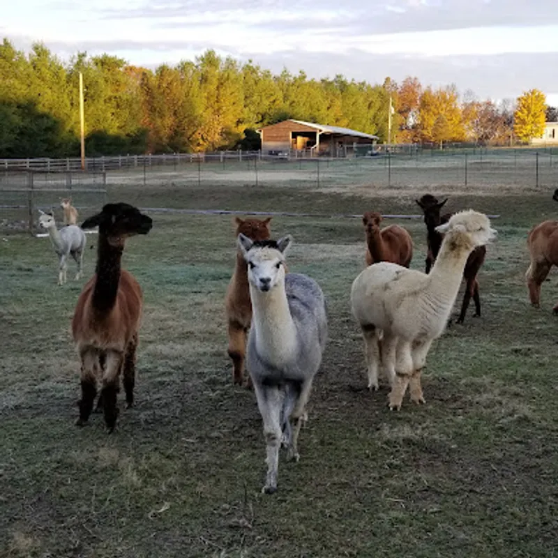 Sliver Fox Farm Alpacas Labadie Missouri