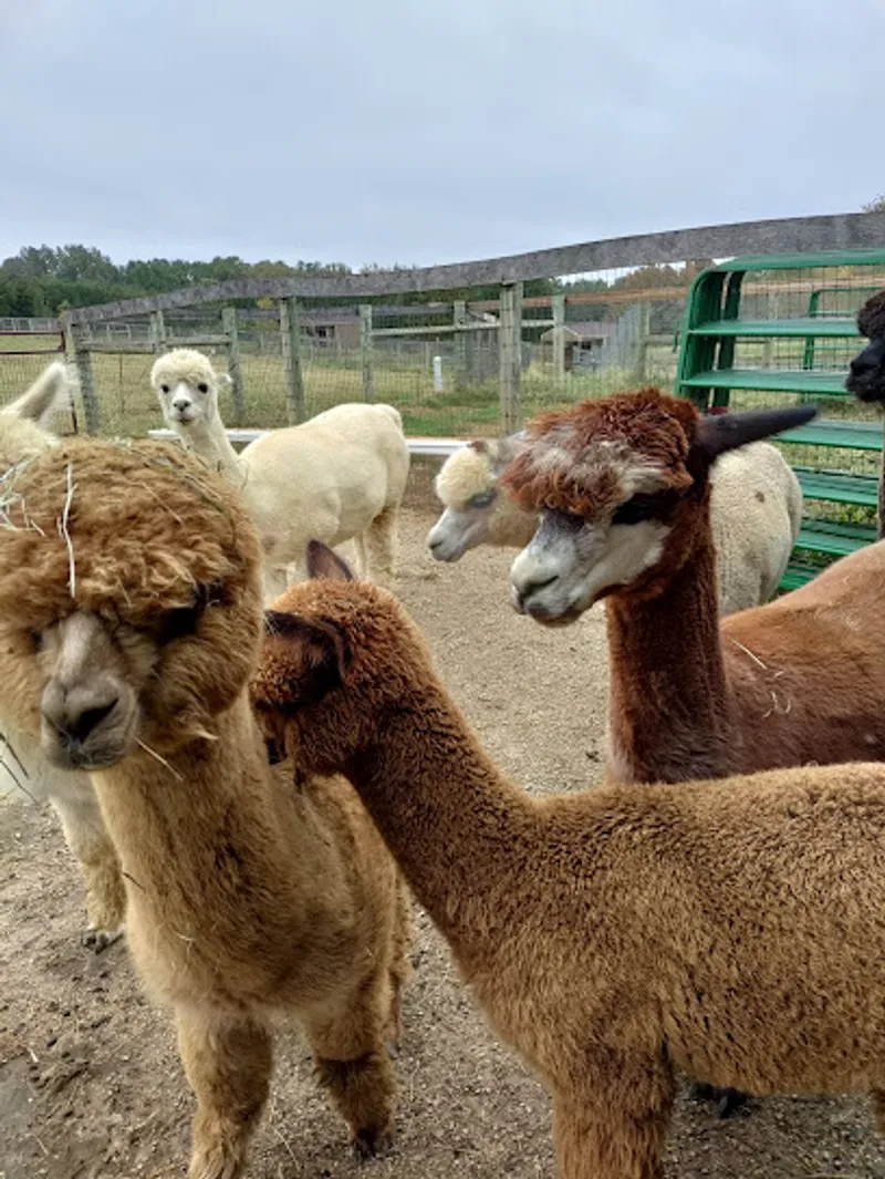Clover Bottom Alpaca Ranch