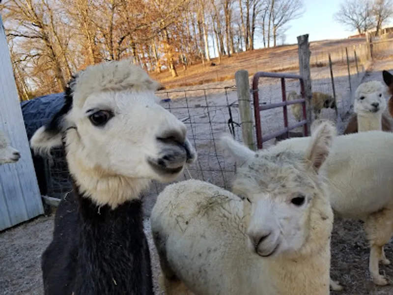 Sutton at Home Alpacas