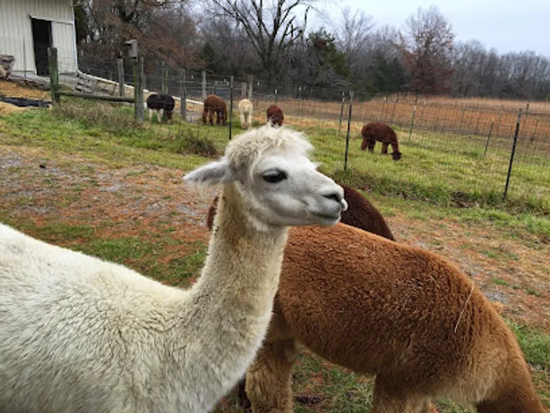 Heartfelt Alpaca Creations