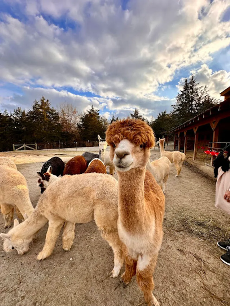Rush Acres Farm