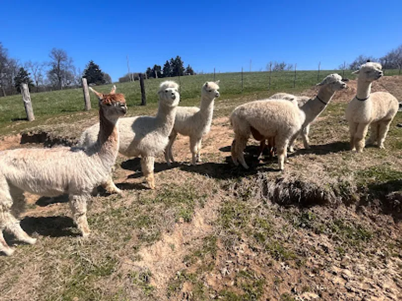 Alpacas of Troy