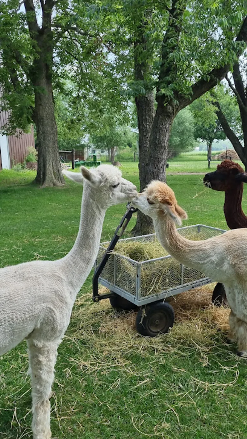 Rainbow Feathers Farm