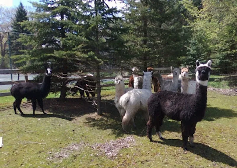 Whispering Oaks Alpacas