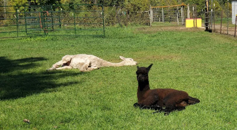 Rach-Al-Paca Farm