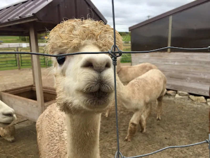 Shillcox Shamrock Lines Alpaca Farm