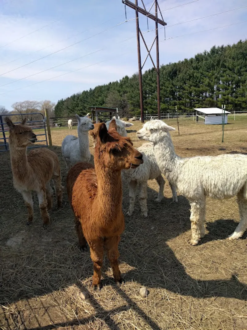 Magic Willows Alpacas