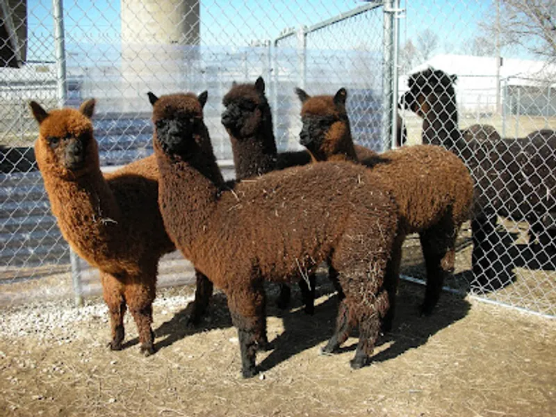 Greenbriar Farm Alpaca - MAM Consulting Associates Inc.