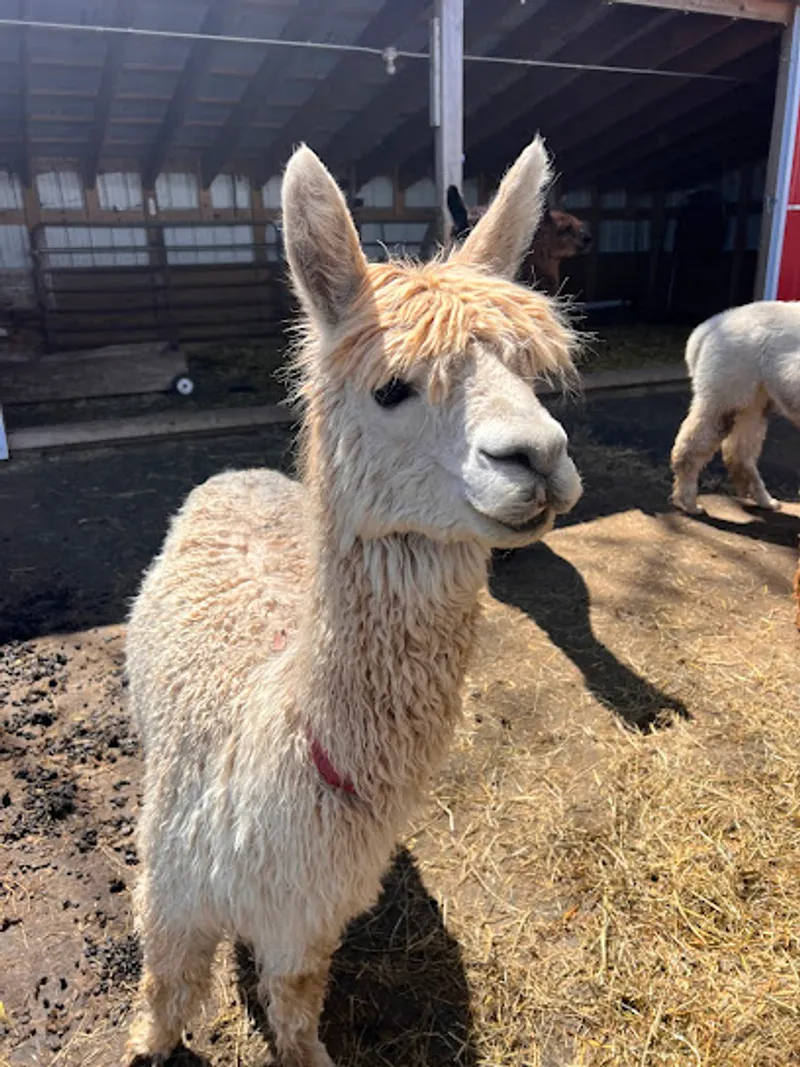 Token Creek Alpacas LLC