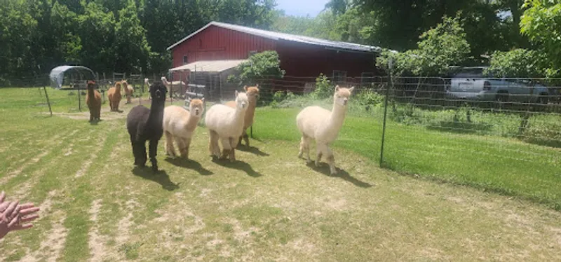 Irish Ridge Alpacas