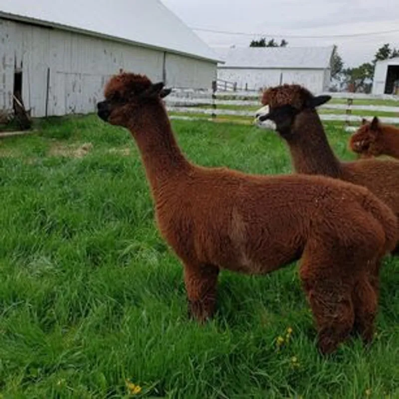 Lucky Clover Farm