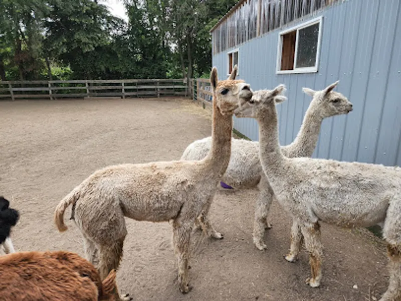 Magic Meadows Alpacas