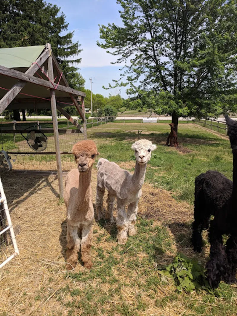 Rivendell Alpacas