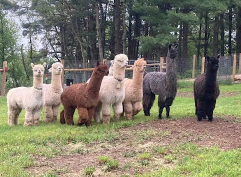 Hitch'N Post Alpaca and Llama Farm