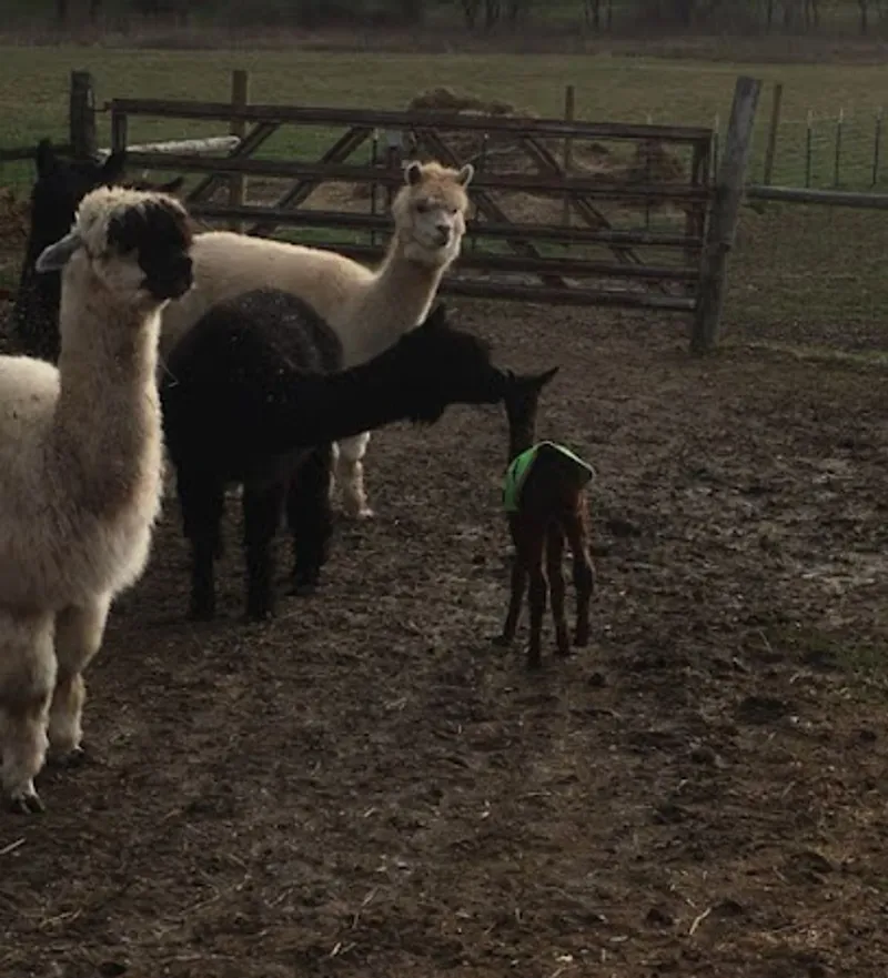 Heavenly Acres Farm