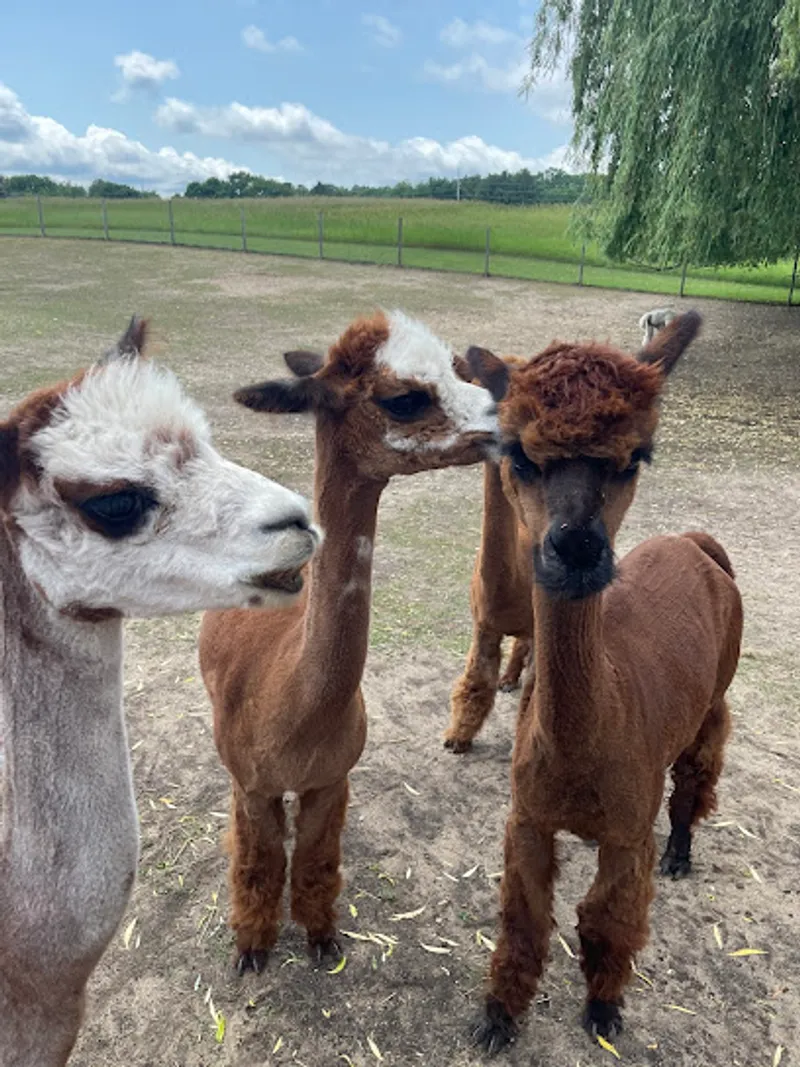 Rainbow Valley Family Farms