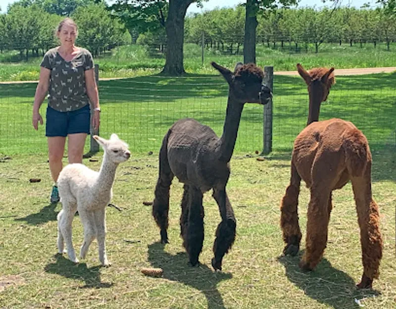 Northern Blessings Alpacas