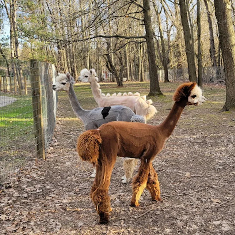 Great Valley Longnecks