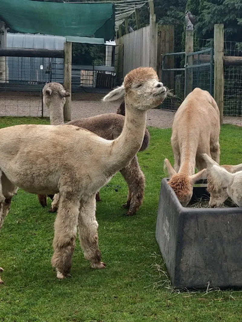 Triple Diamonds Alpaca Ranch