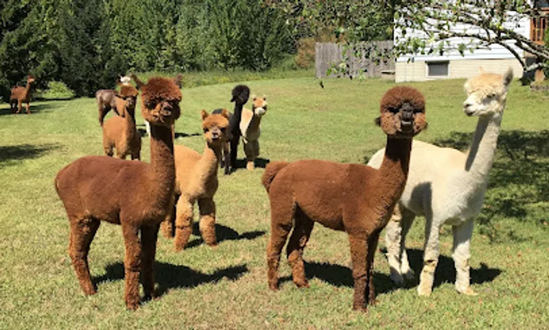 Outback Alpacas