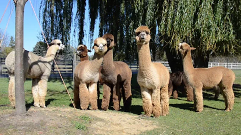 Fun In The Country Alpacas