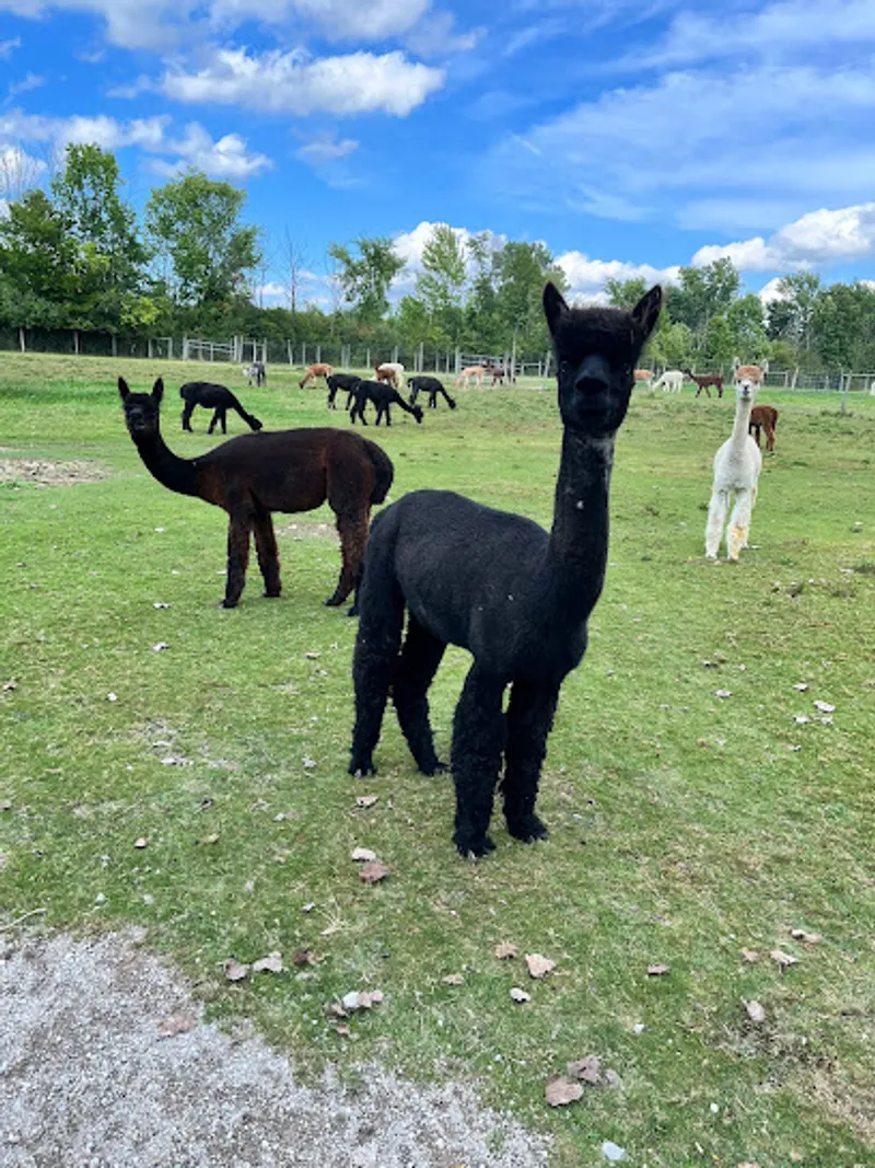 Alpaca Sunrise Farm - No Farm Tours Offered