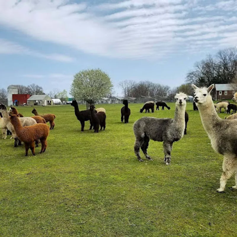 Holistic Harvest Farms