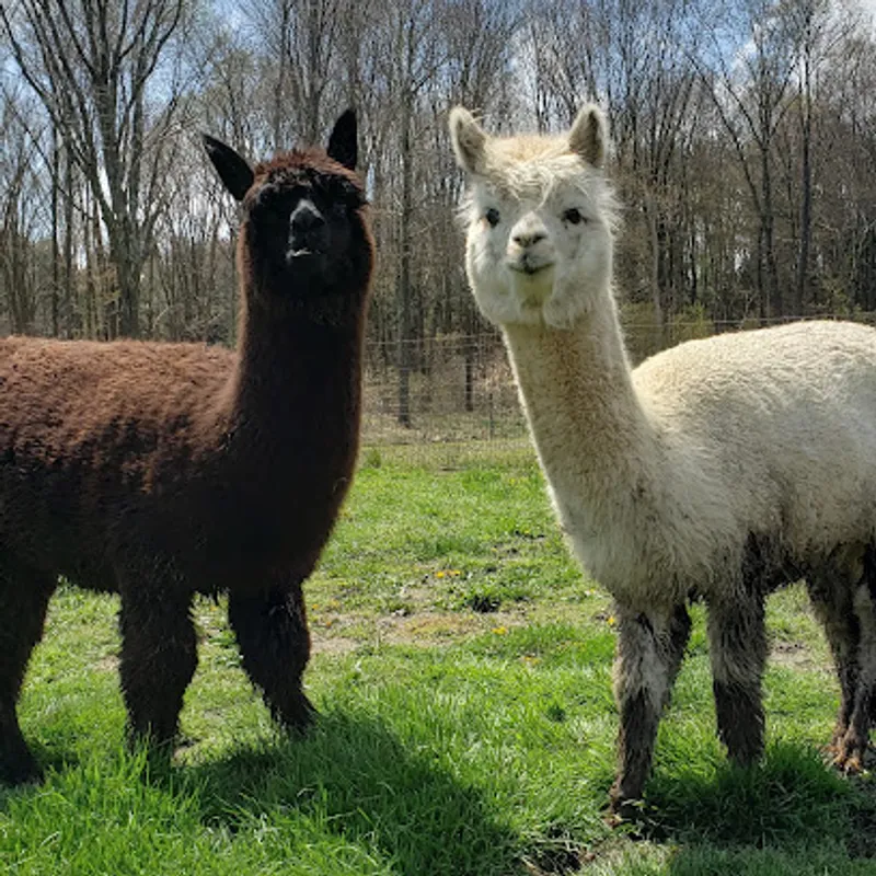 Forest Glen Alpacas LLC