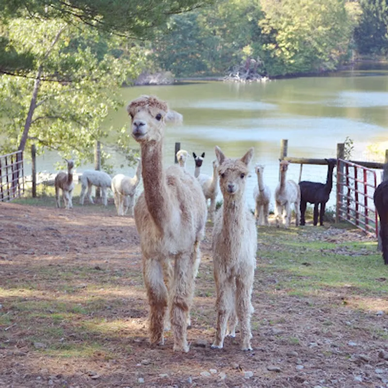 The Alpacas of Spring Acres