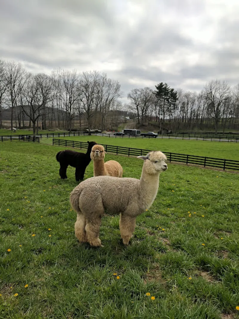 Road Runner Rascals Alpaca Ranch