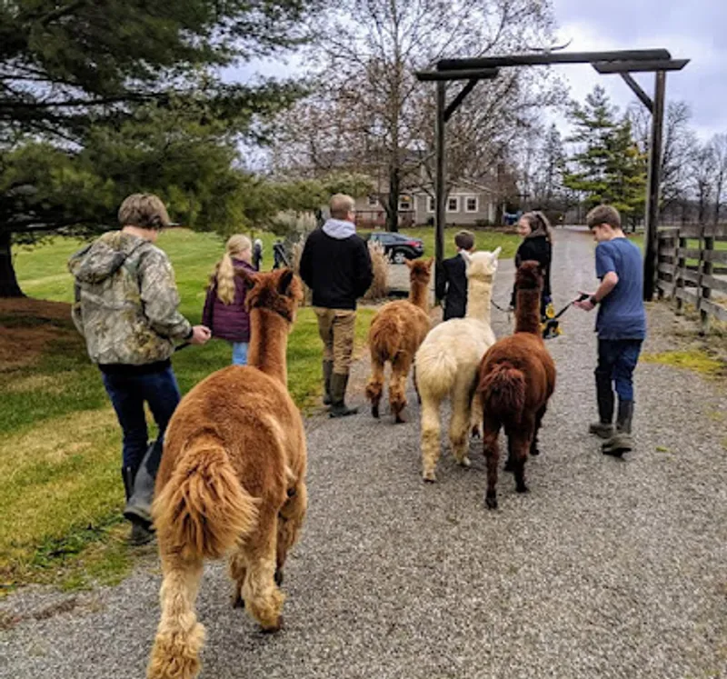 Midway to Heaven Alpaca Farm