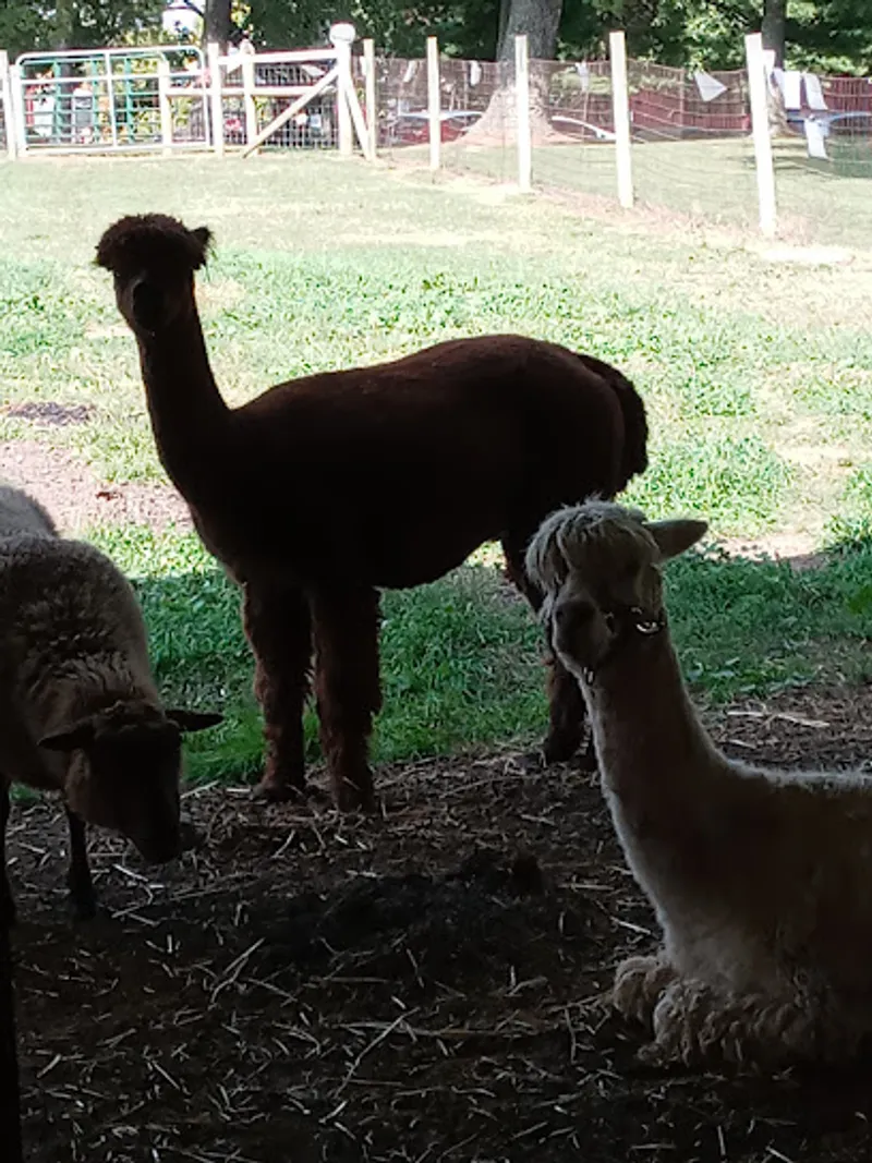 Shady Lane Alpaca Farm