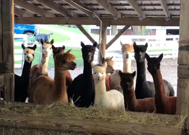 Count Your Blessings Alpacas and Shearing services