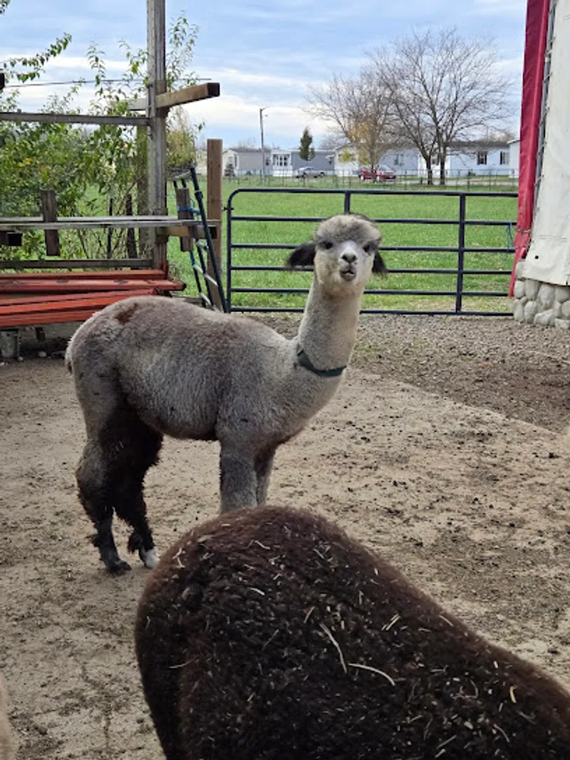 Holdfast Alpaca Farms