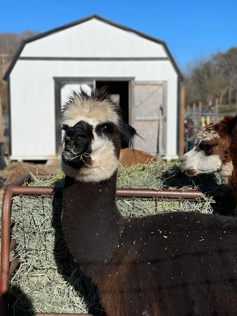 Lavender Springs Alpaca