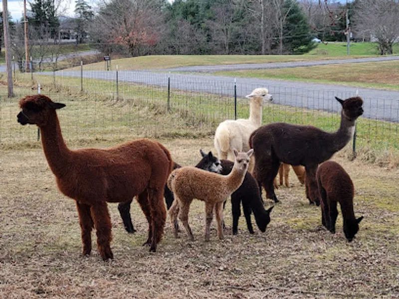 Hickory Meadow Alpaca Farm