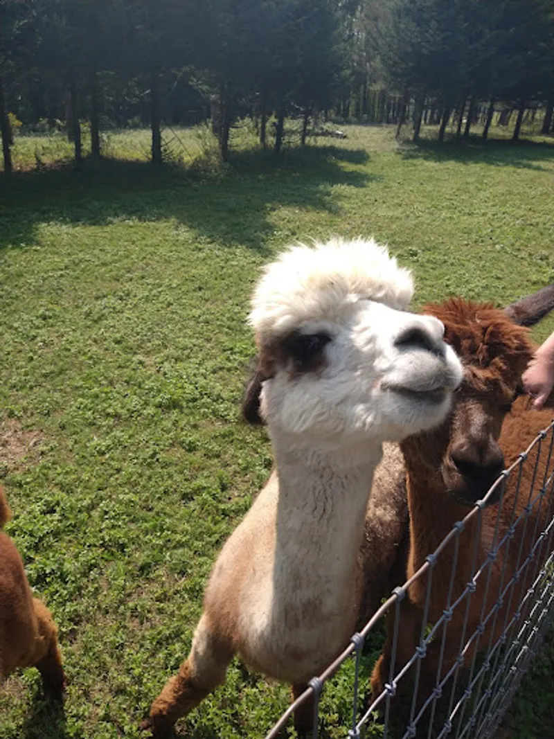 Alpaca Acres Farm and Fun