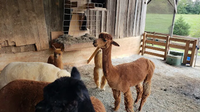 Pacabella Farm Alpacas & Boutique