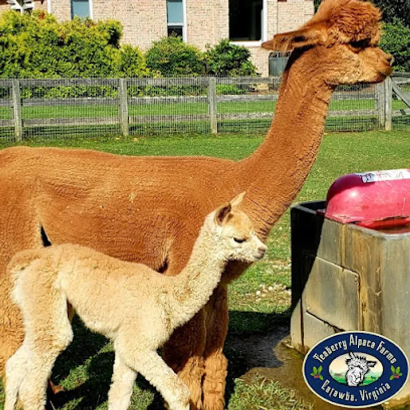 Teaberry Alpaca Farm