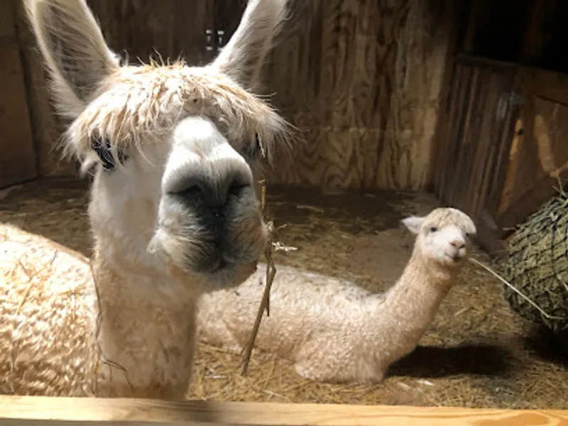 Alpaca Acres of Olin