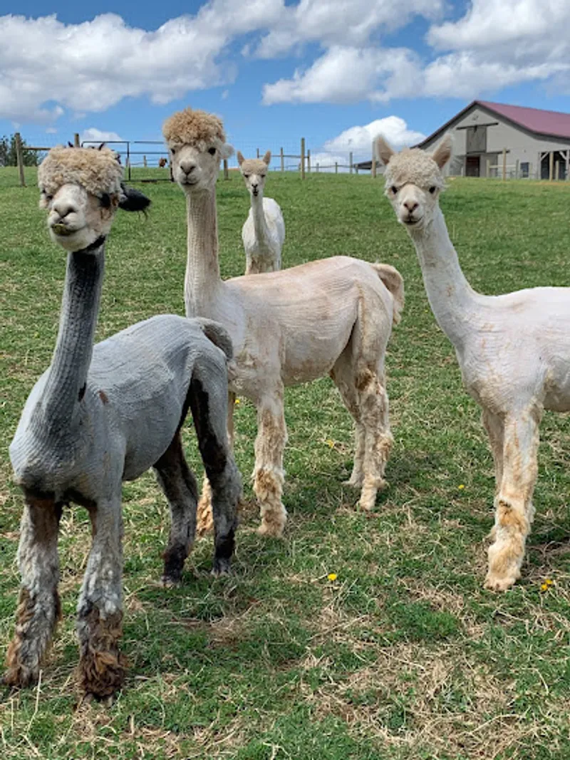 Glendale Ridge Farms