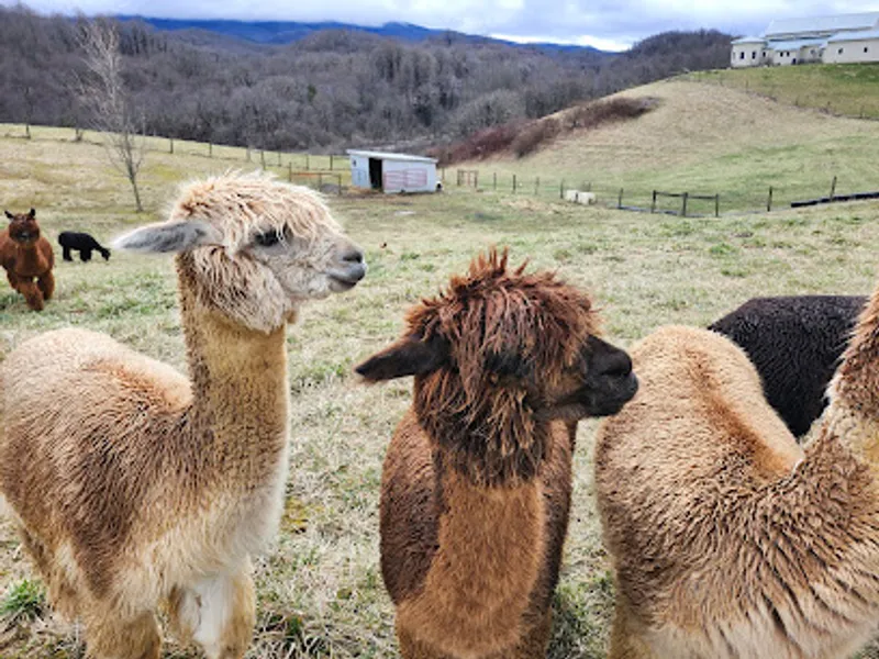 Long Neck Lair Alpaca Farm