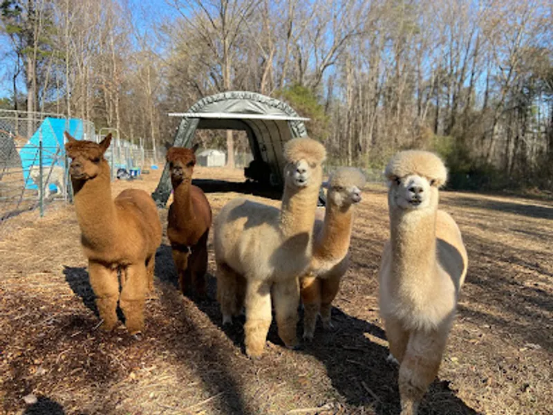 Rainbow Magic Alpaca Farm