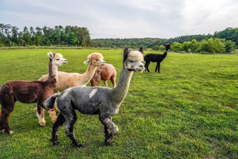 Rita Dee Alpacas