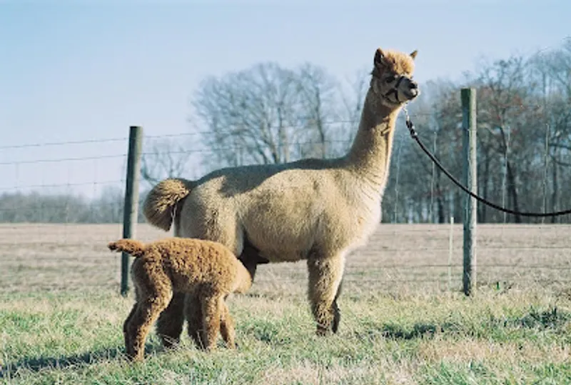 Awesome Alpacas