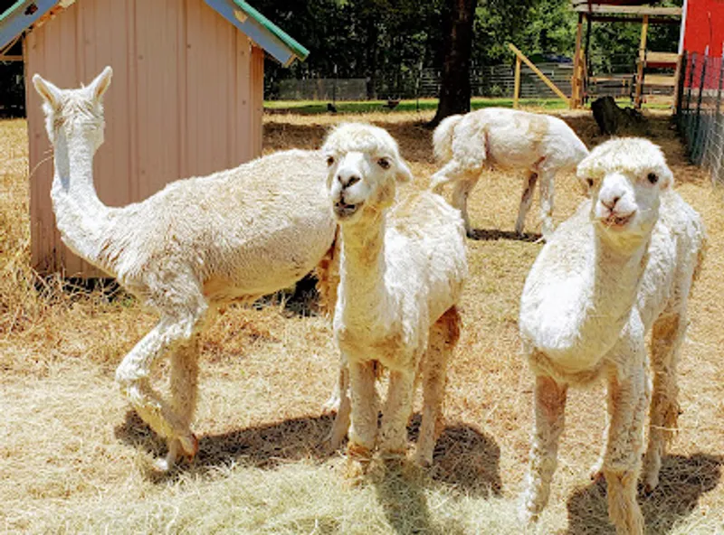 Goat Daddy's Farm and Animal Sanctuary