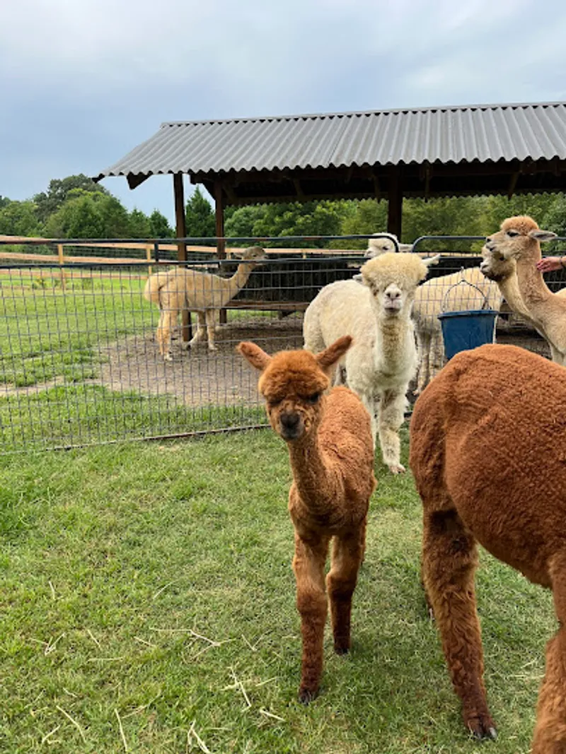 Good Karma Ranch Alpacas